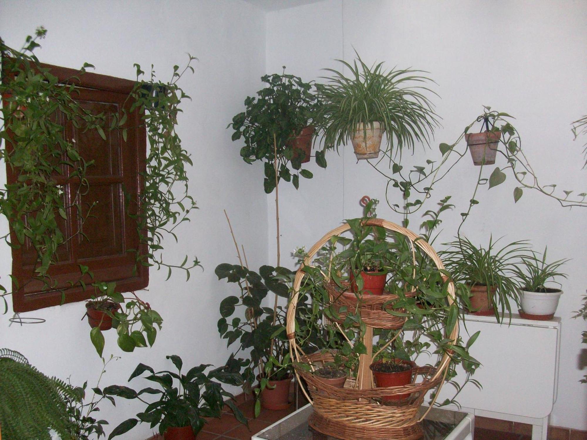 Hostal Moraima Capileira Exterior photo